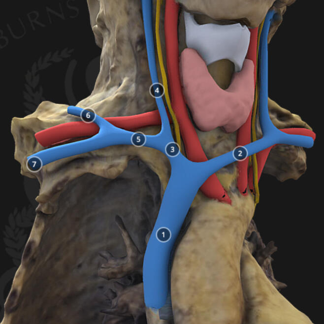 Subclavian Vein